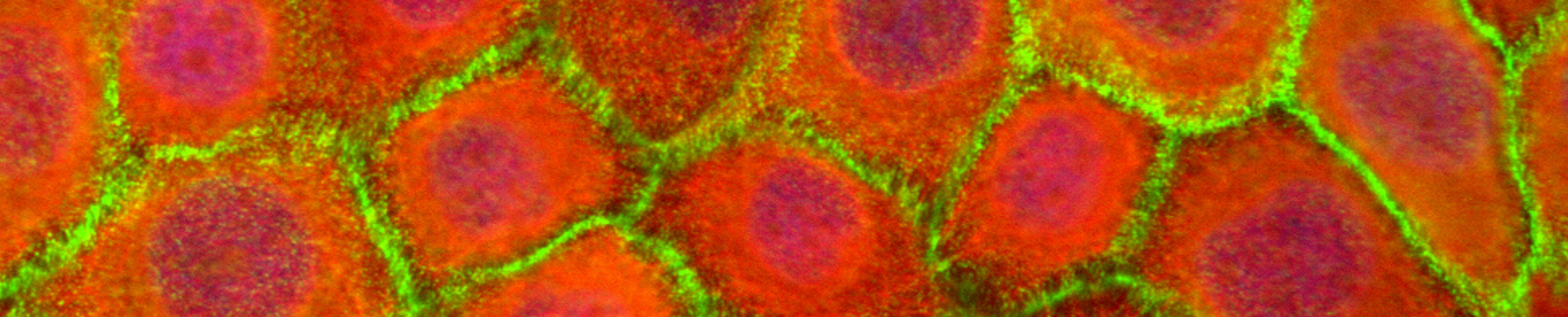 cells