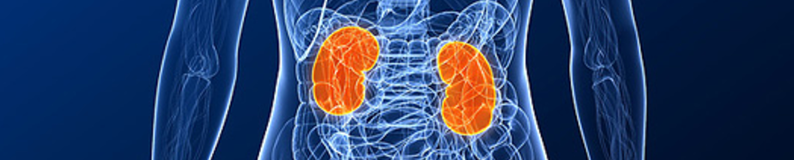 kidneys