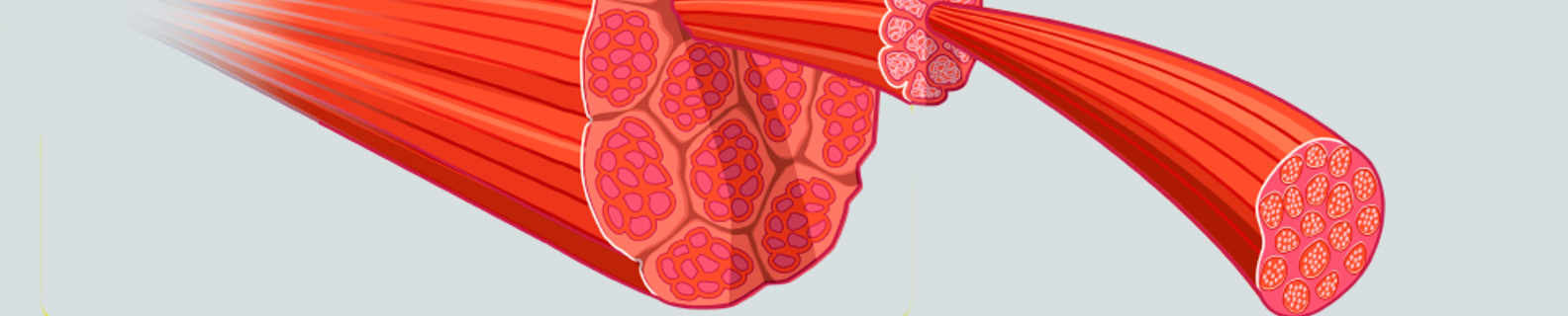 a drawing of muscle fibre