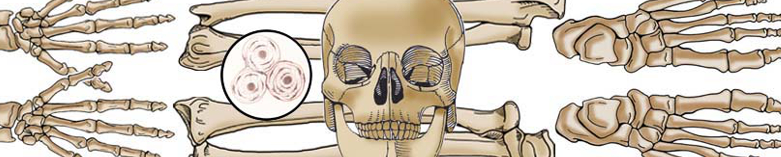 drawing of human bones